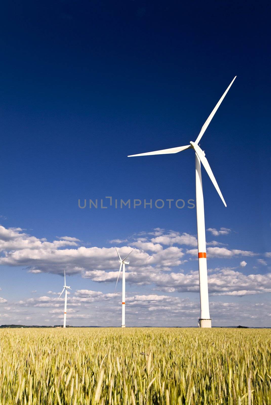 Windmills in a field of rye with blue sunny sky