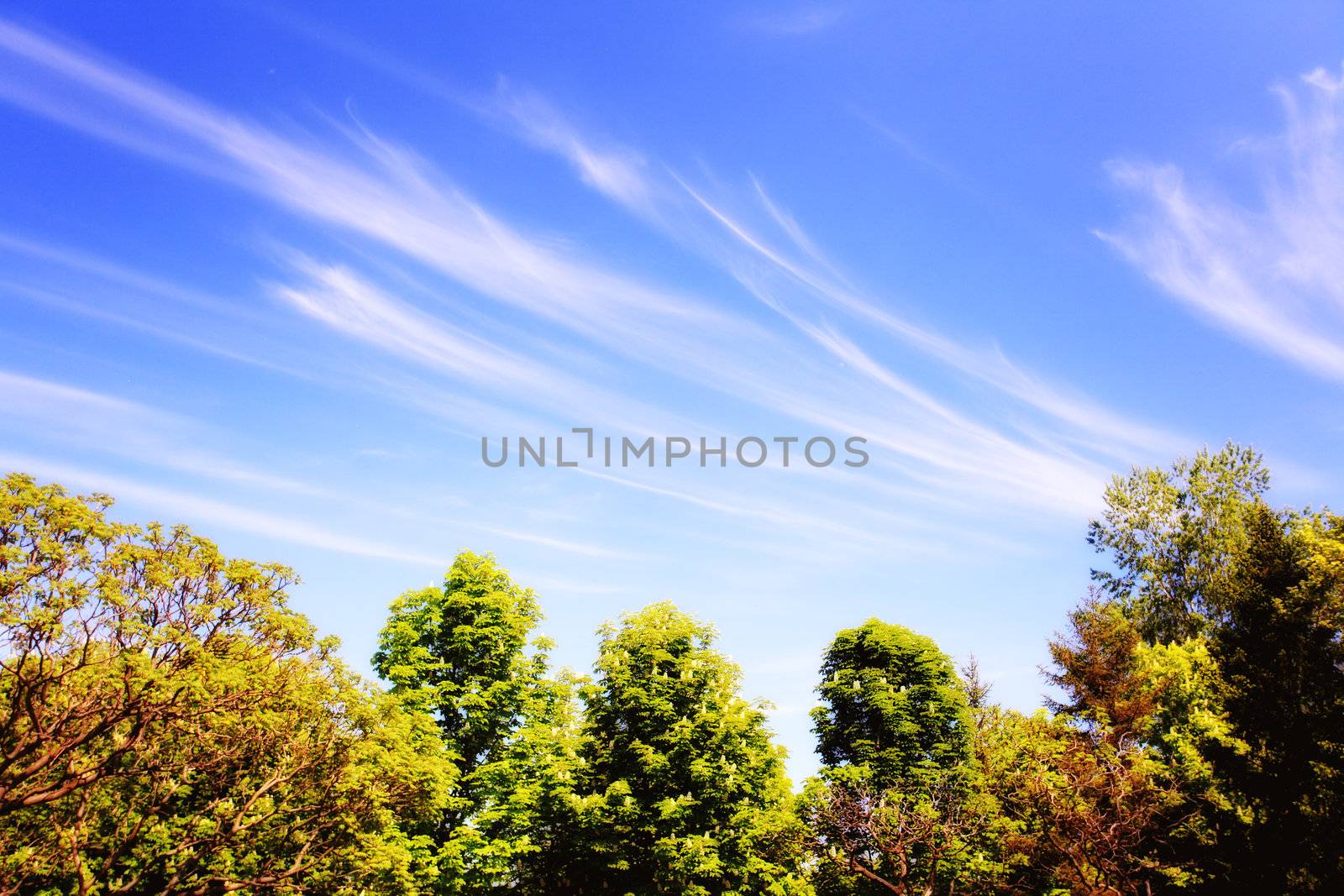 tree in spring on beautiful blue sky