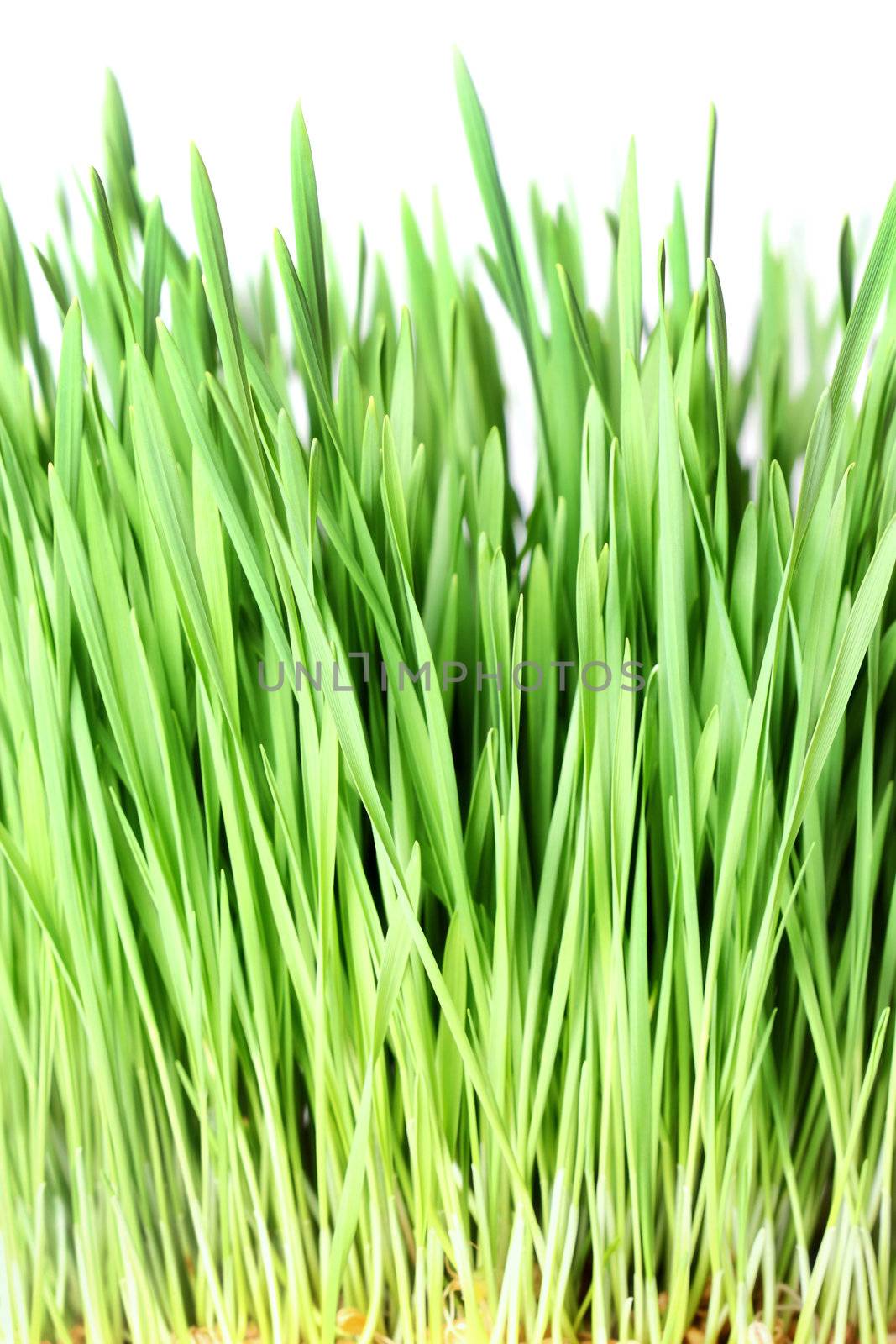 abstract green grass isolated on white background