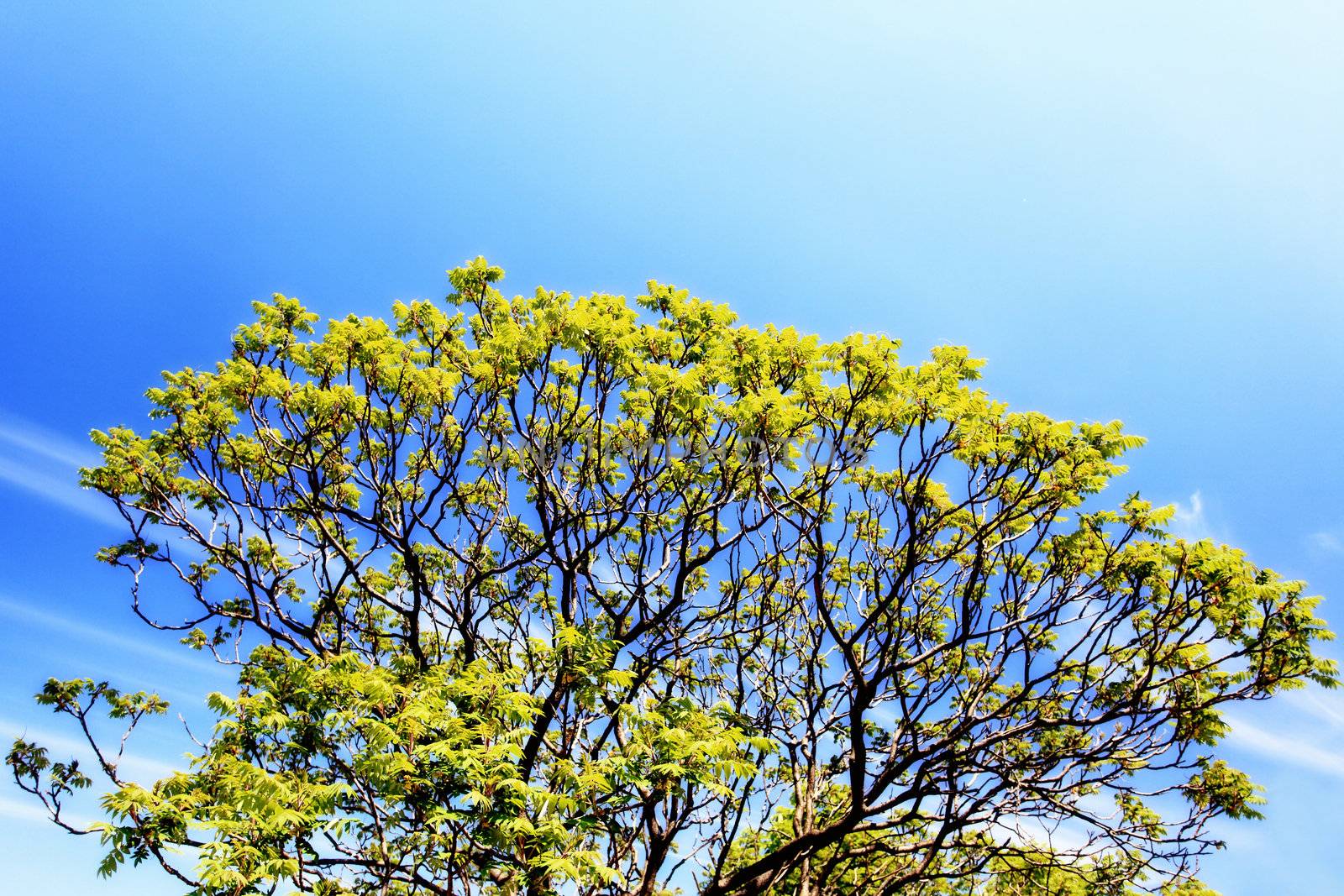 tree in spring on beautiful blue sky