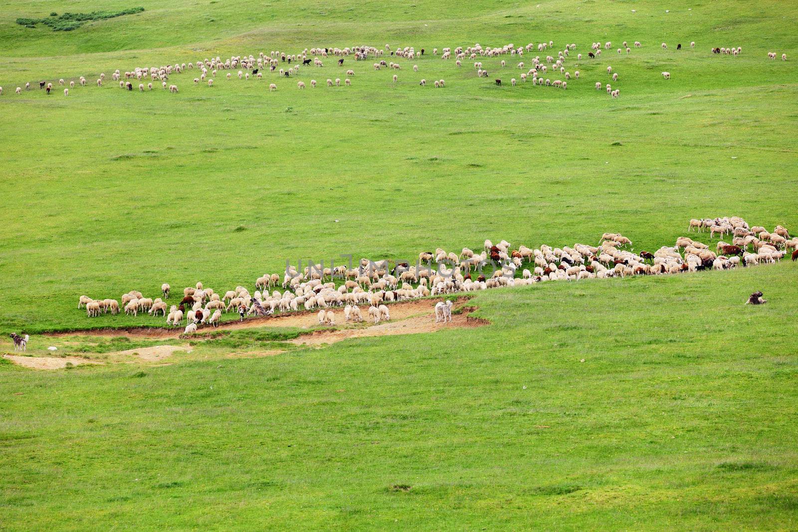 herd of sheep on large meadow in the mountains