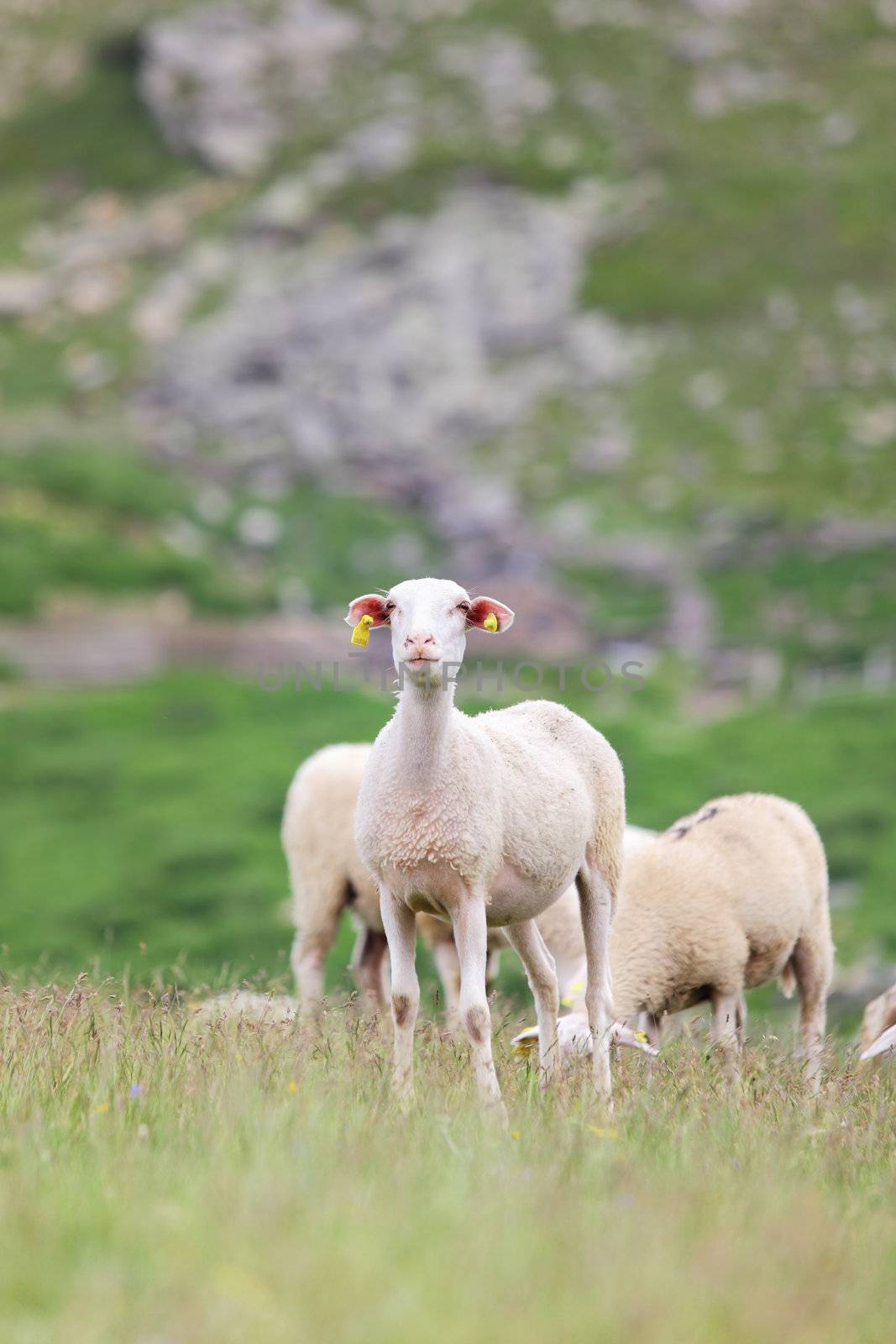 herd of sheep on large meadow in the mountains