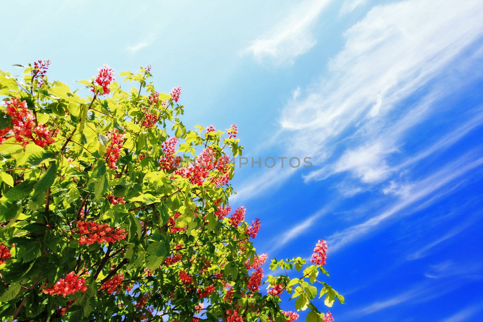 tree in spring on beautiful blue sky