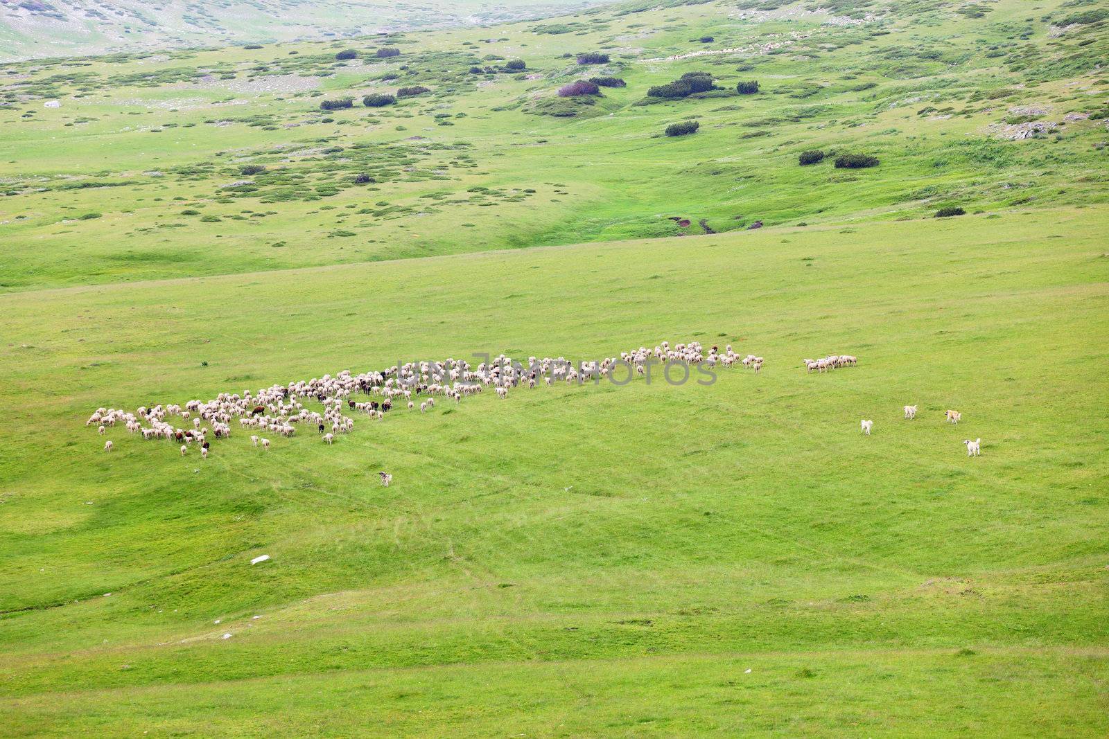 herd of sheep on large meadow in the mountains