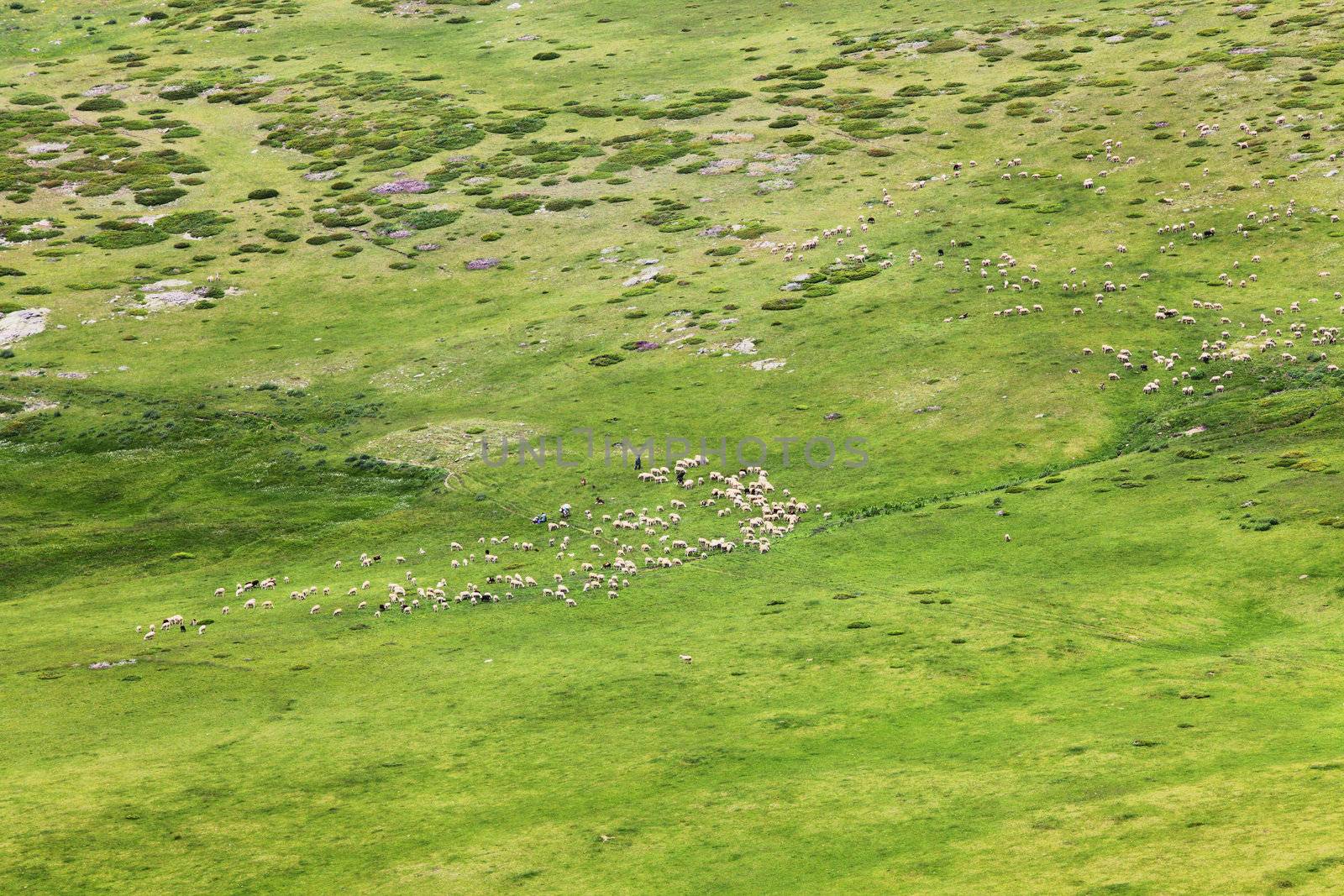 herds of sheep on a meadow in the mountains
