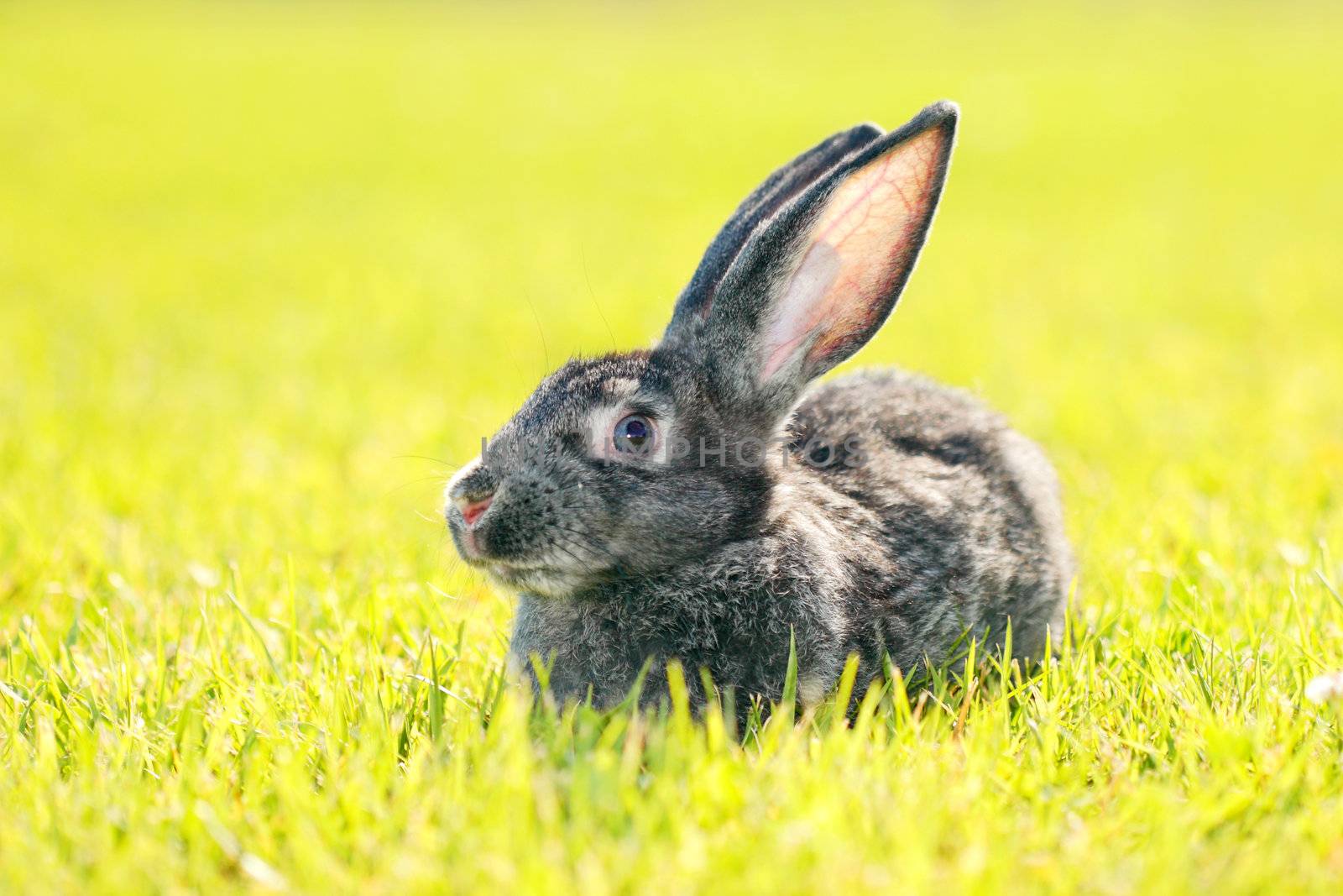 dark gray rabbit lying in a meadow