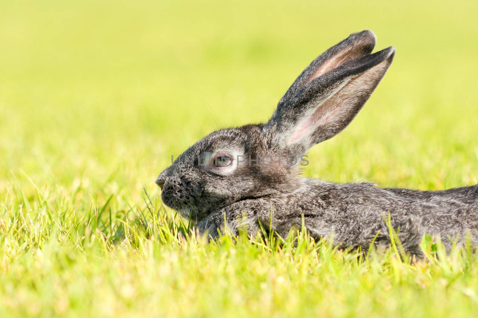 dark gray rabbit lying in a meadow