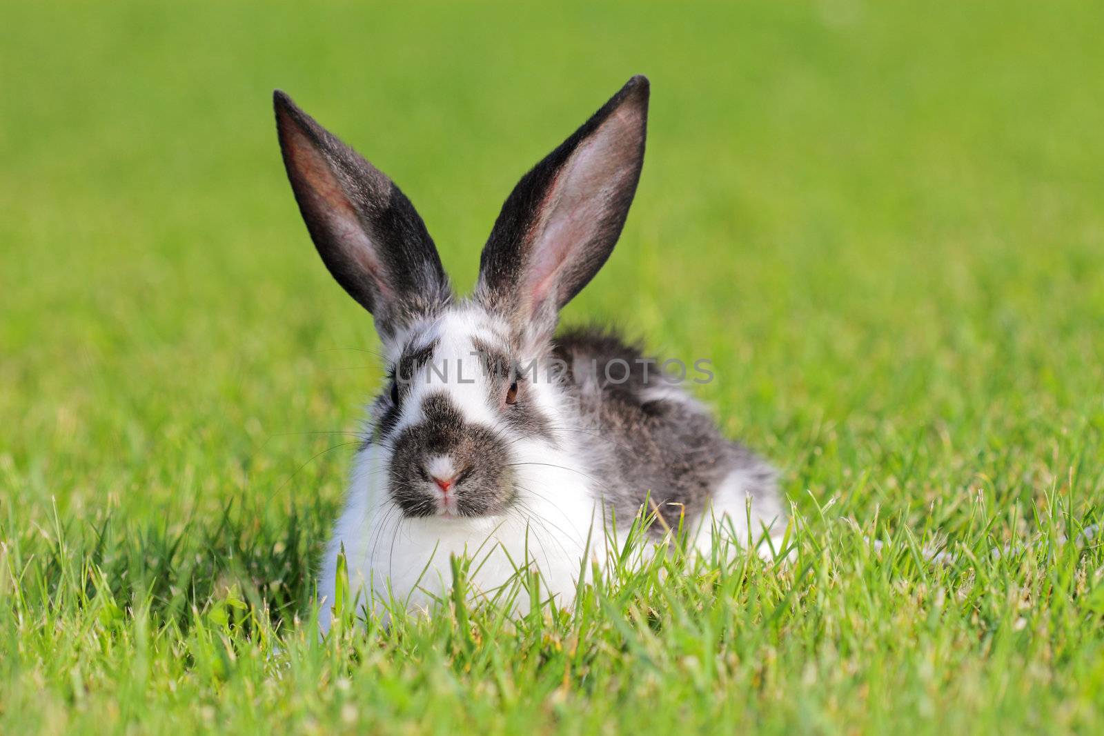 white - gray rabbit lying in a green meadow