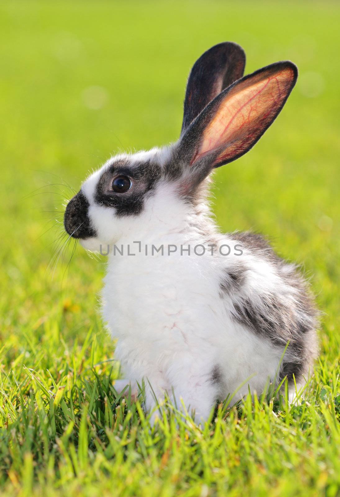 white - gray rabbit lying in a green meadow