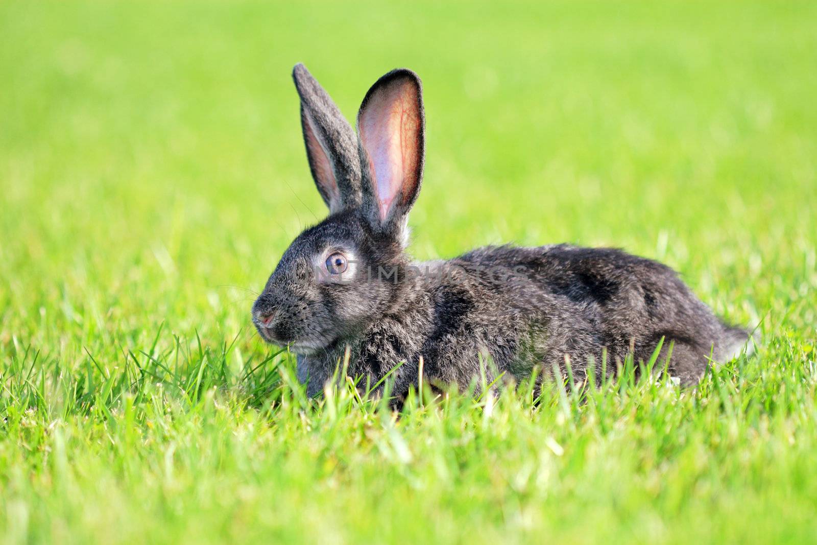 dark gray rabbit lying in a meadow