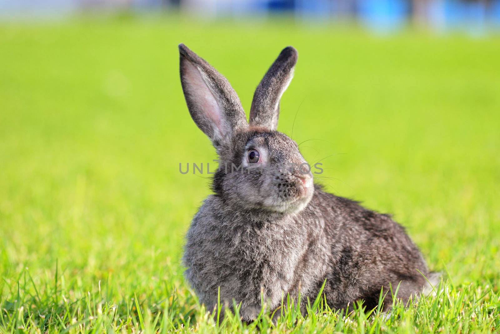 dark gray rabbit lying in a meadow