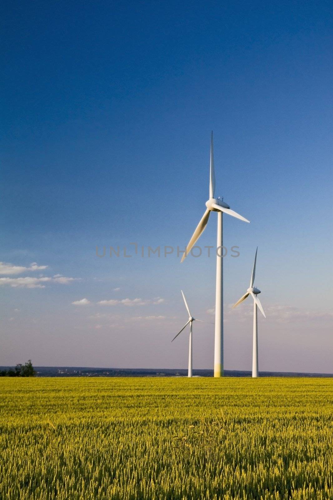 Windmills in a field of rye with blue sunny sky