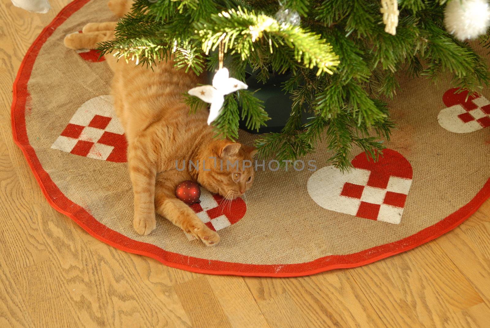 Cat under christmas tree