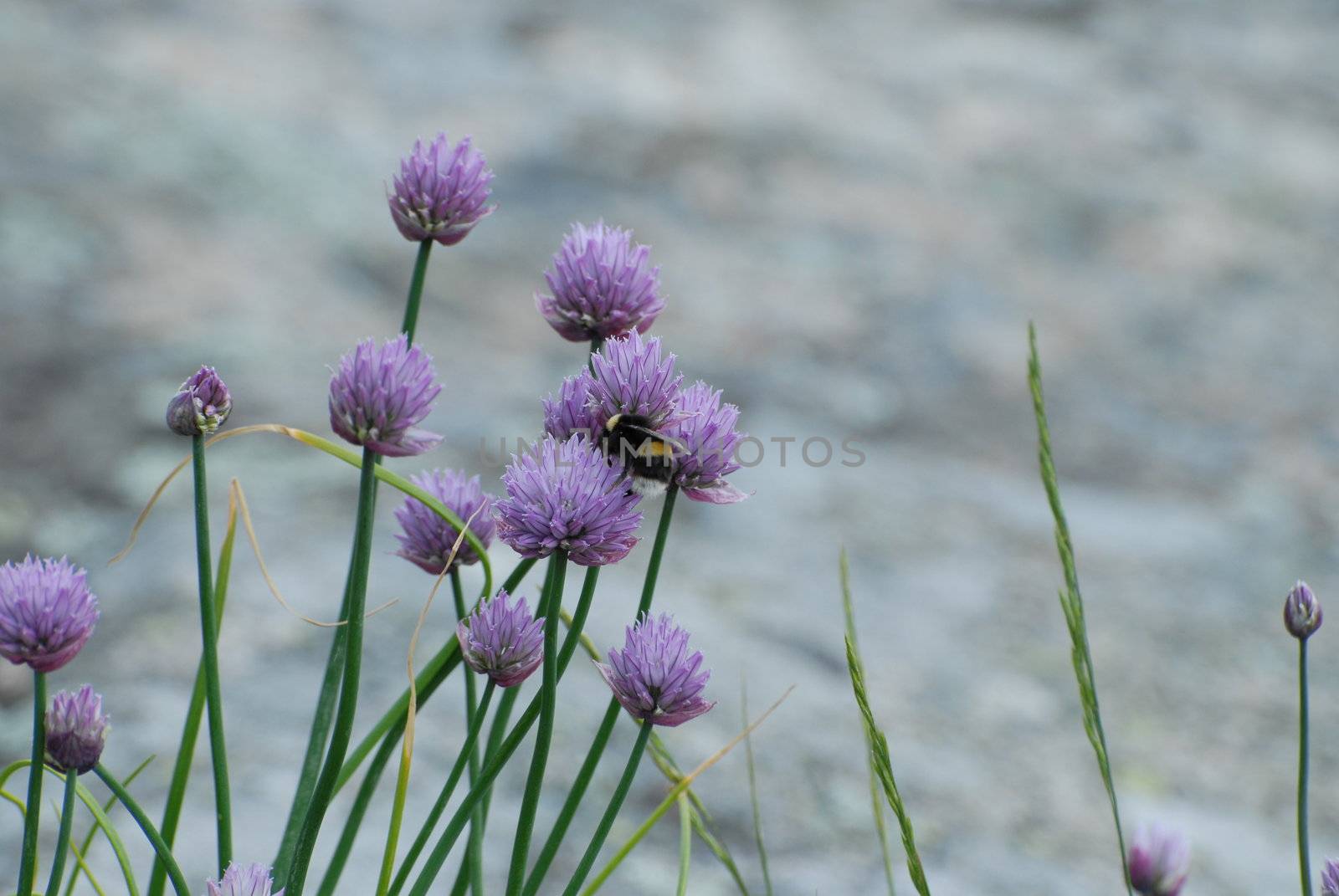 Purple flowers by Bildehagen