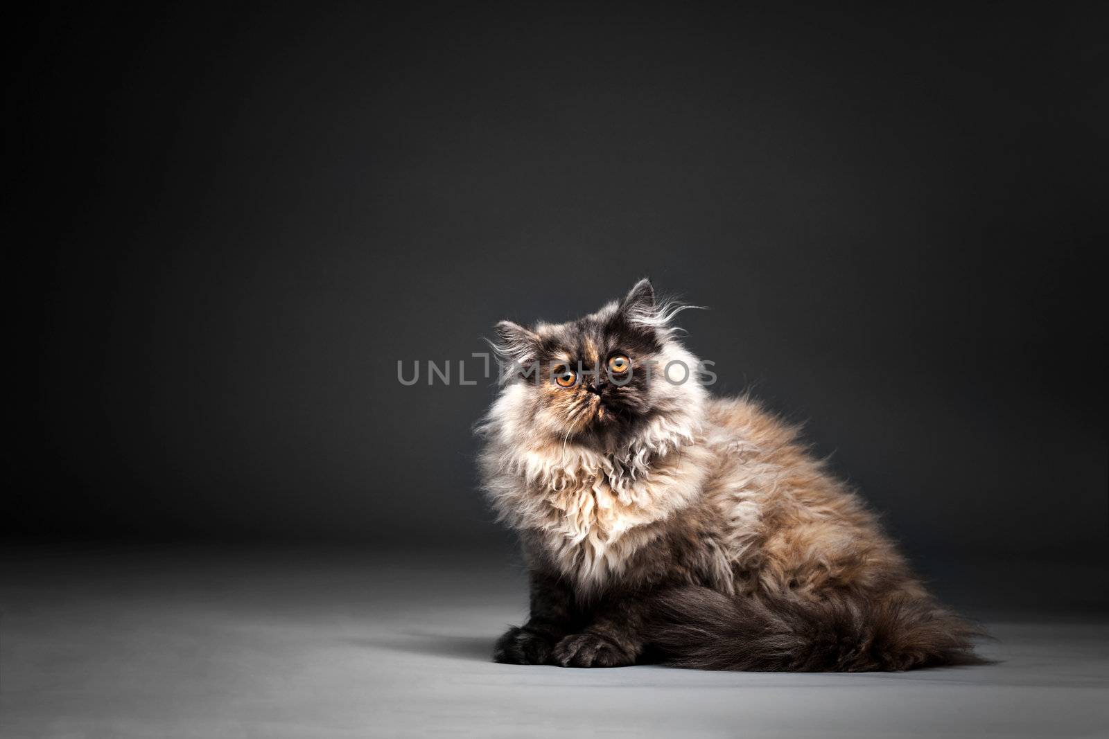Chincilla Persial Cat by kokimk