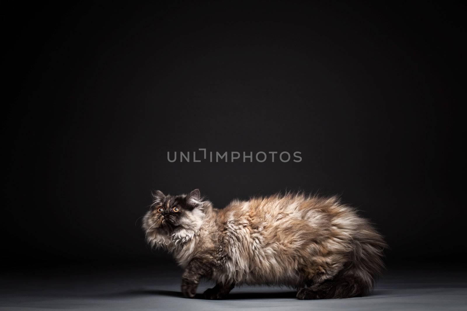 Chinchilla persian little kitty against dark background