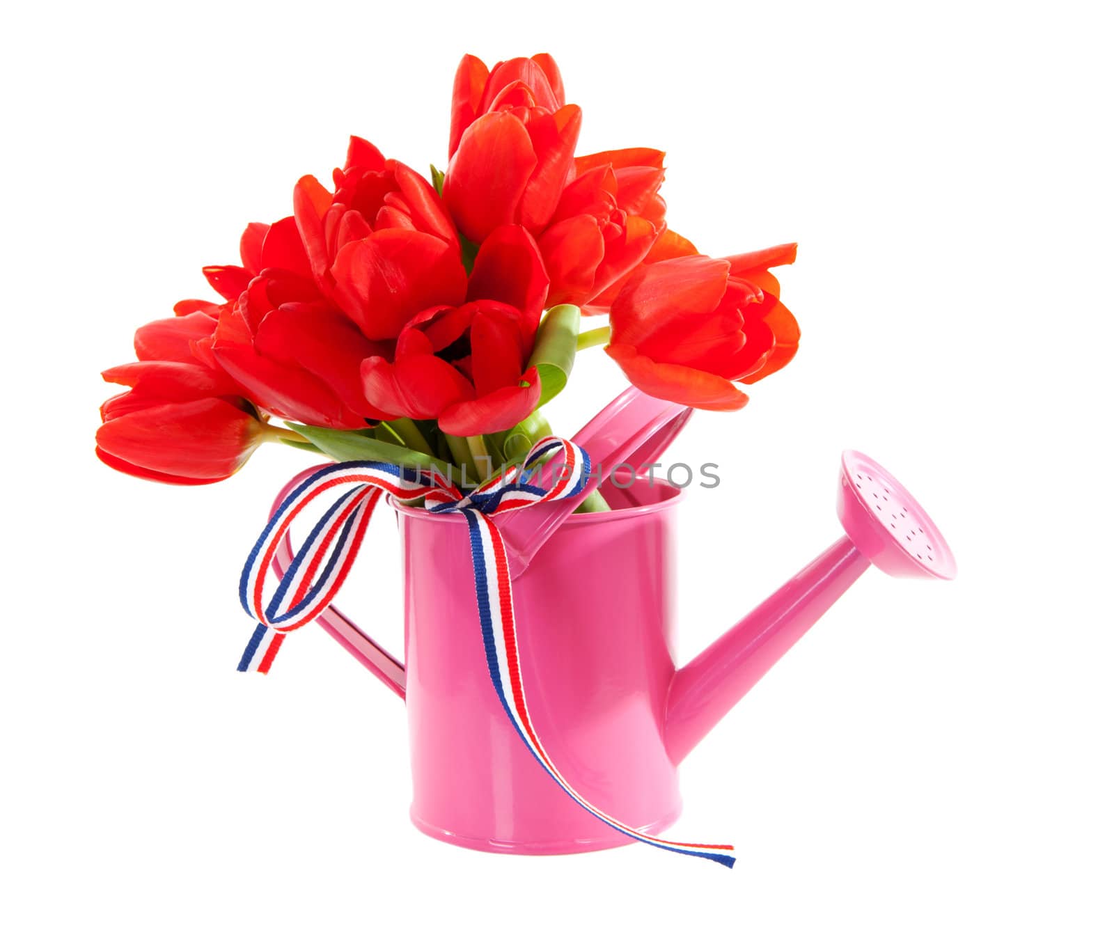 pink watering can with red Dutch tulips over white background