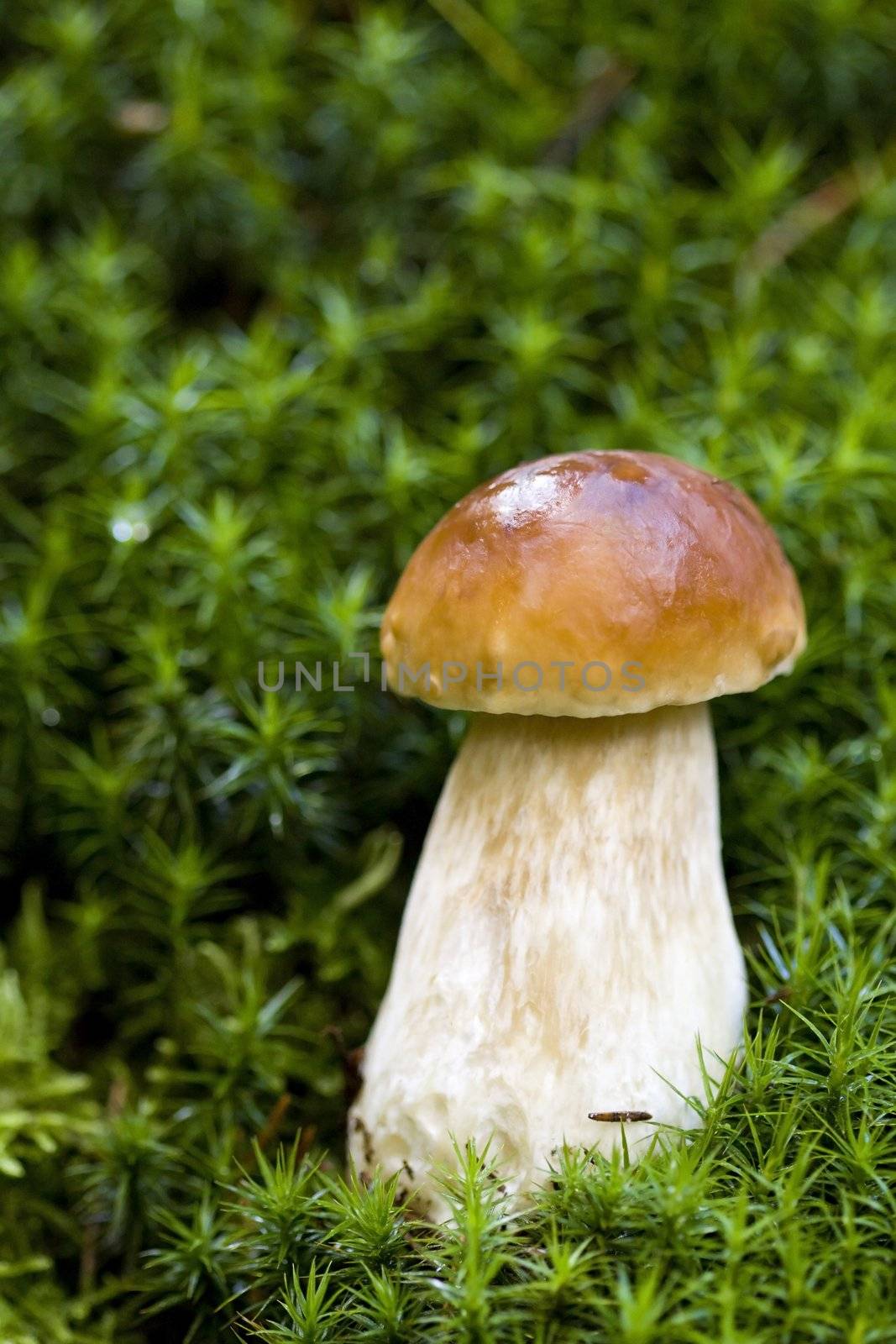 Little boletus on the background of green moss in the wild, natural environment