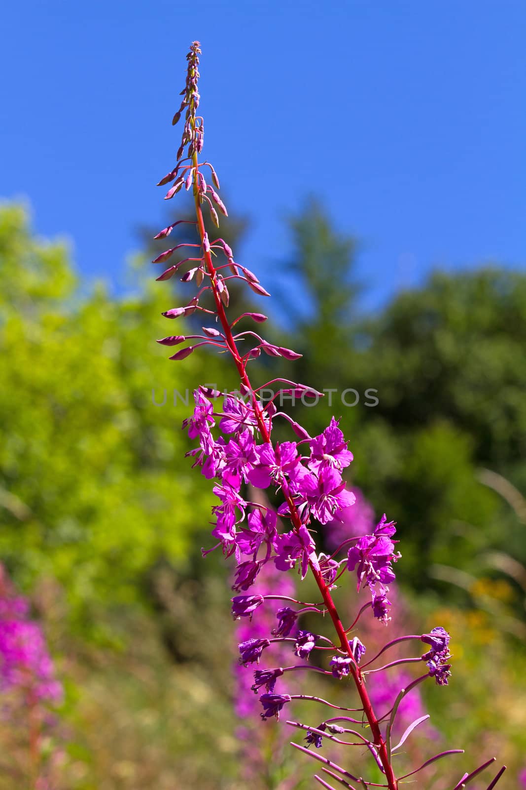 Beautiful pink wild orchid flower in closeup