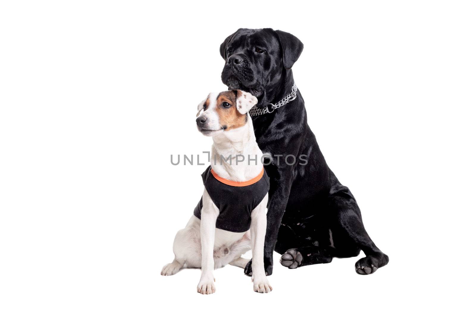 Jack Russel Terrier and Cane Corso by kokimk