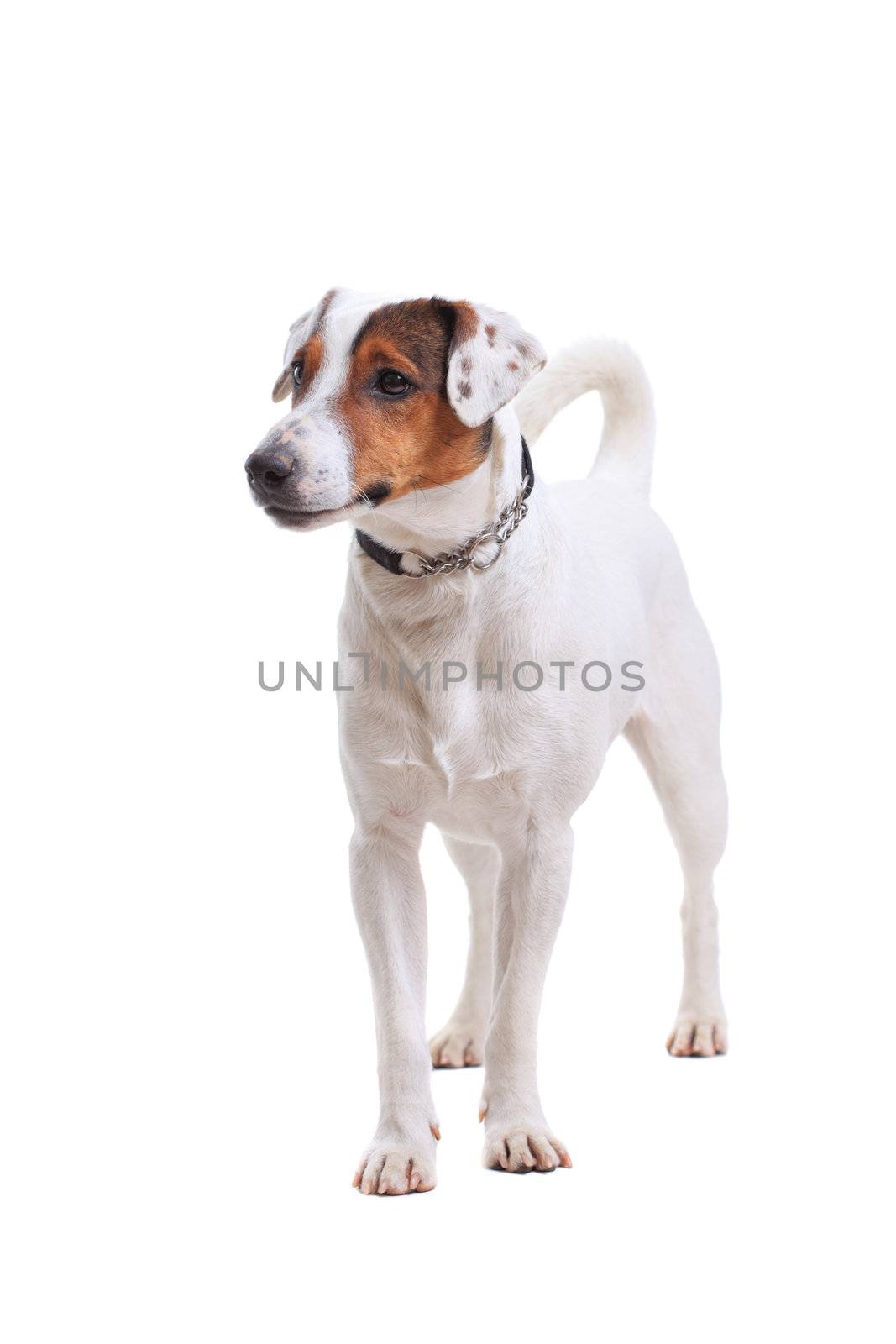 Jack Russel Terrier dog portrait by kokimk