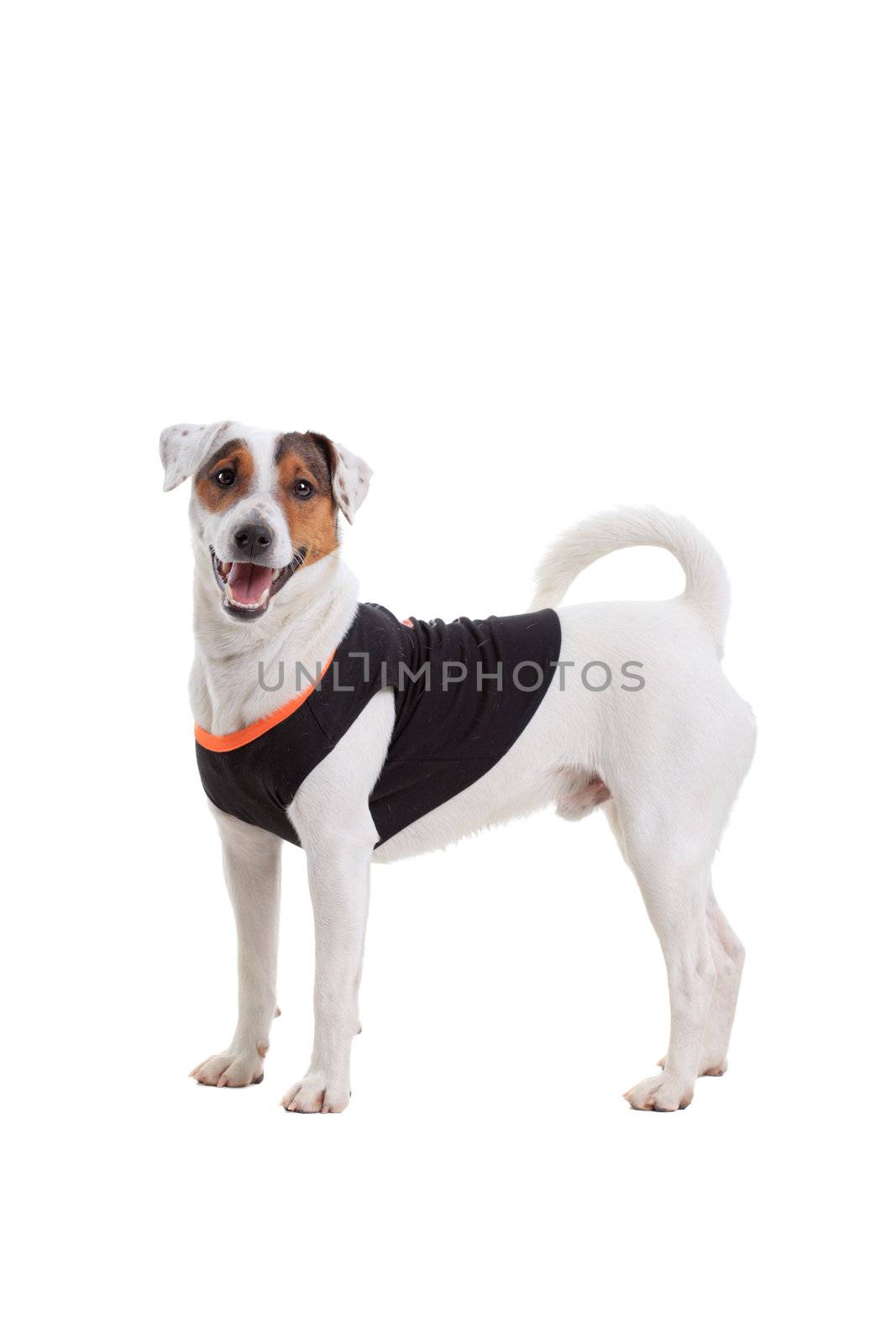 Jack Russel Terrier purebred dog isolated on white background