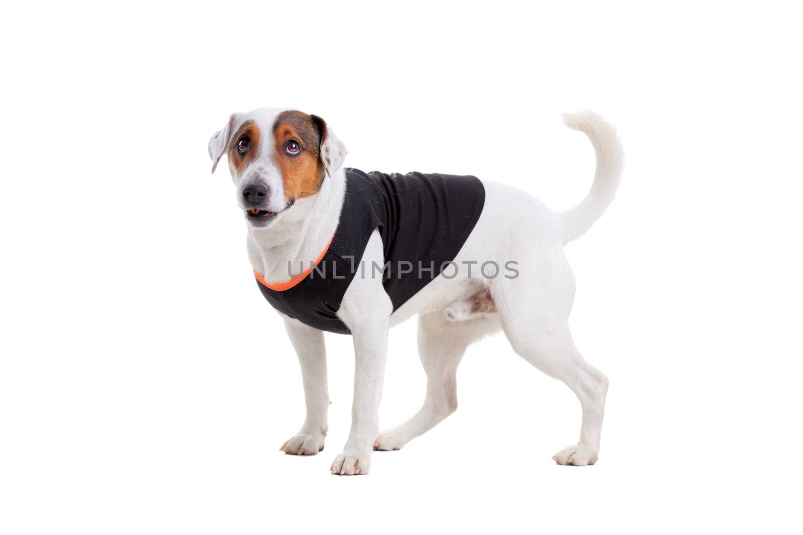 Jack Russel Terrier dog portrait by kokimk