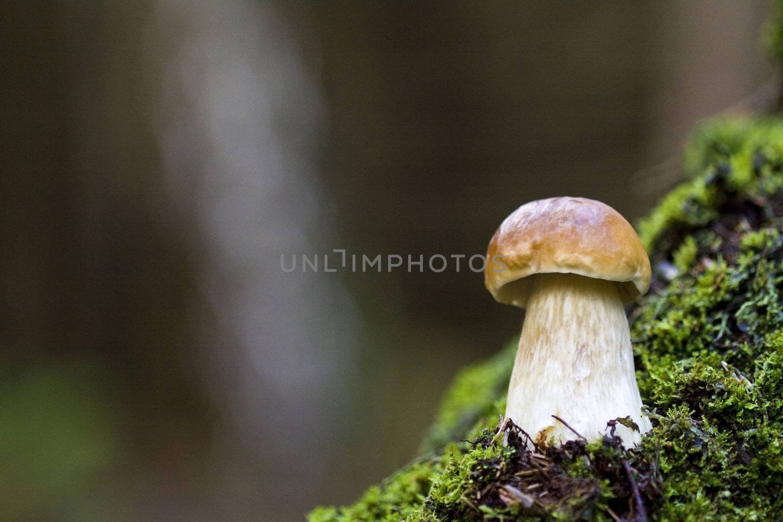 Mushroom in the wild by Gbuglok