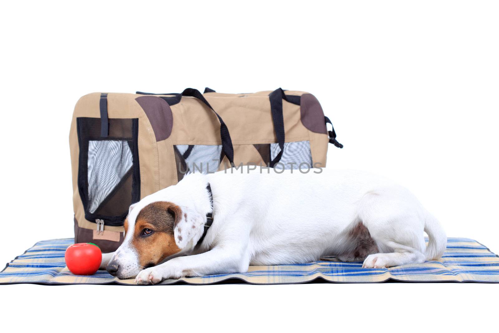 Jack Russel Terrier with a carrying bag against white background