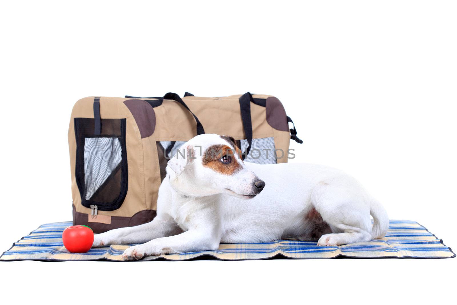 Jack Russel Terrier with a carrying bag against white background