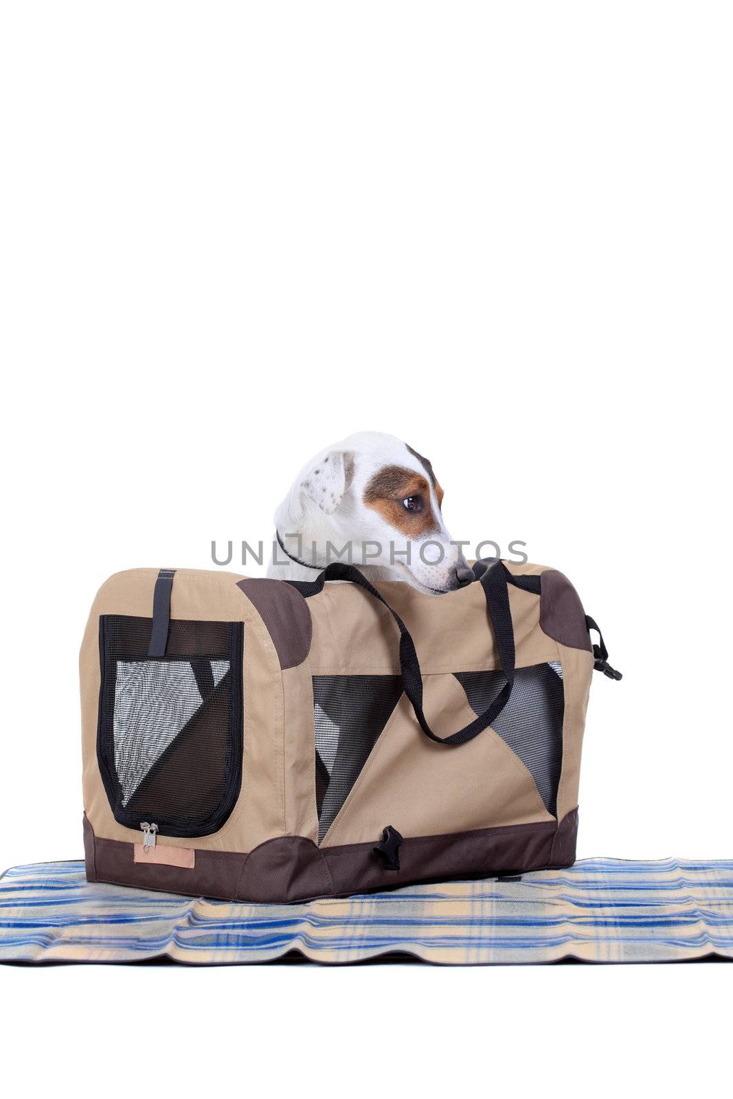 Jack Russel Terrier with a carrying bag by kokimk