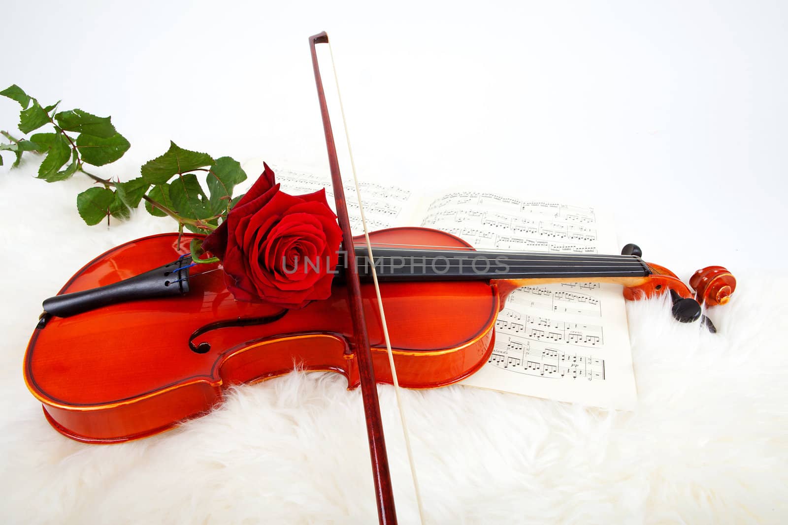 violin with music and red rose over white background