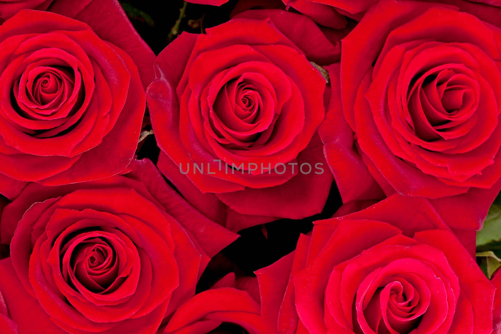 Background of red roses in closeup by sannie32