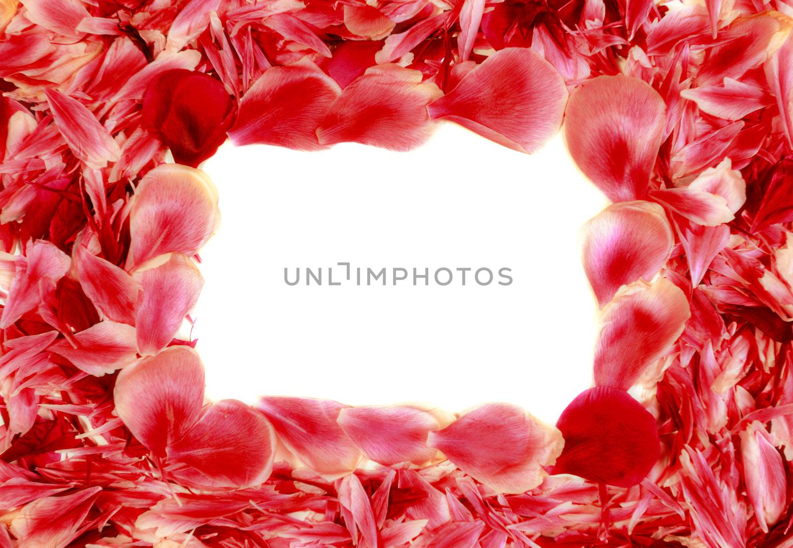 rose petals by kokimk