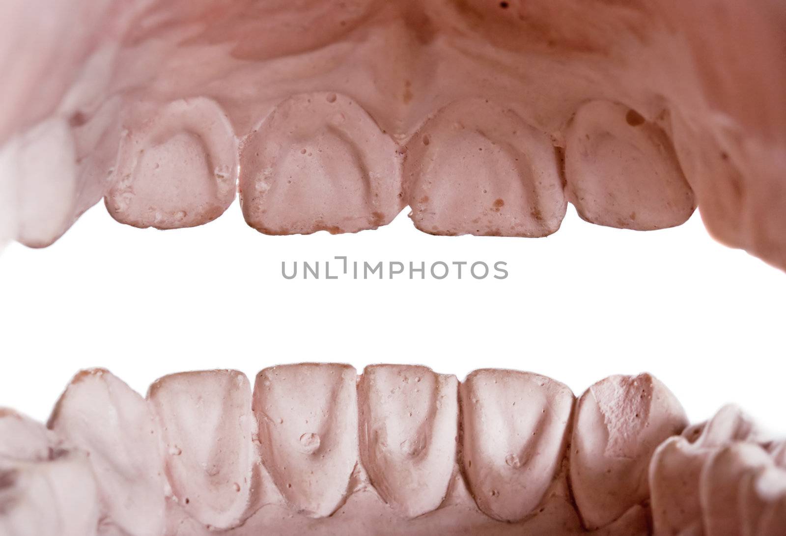 gypsum model of a human teeth on white background