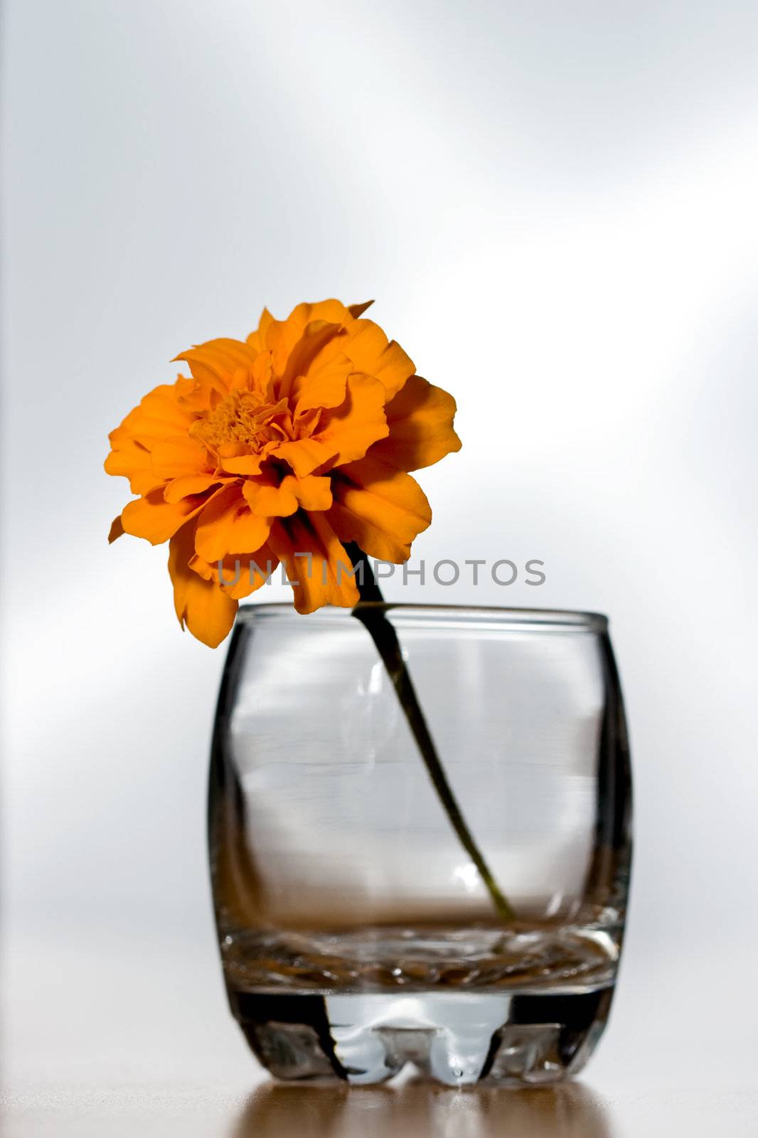 flower in an empty crystal glass