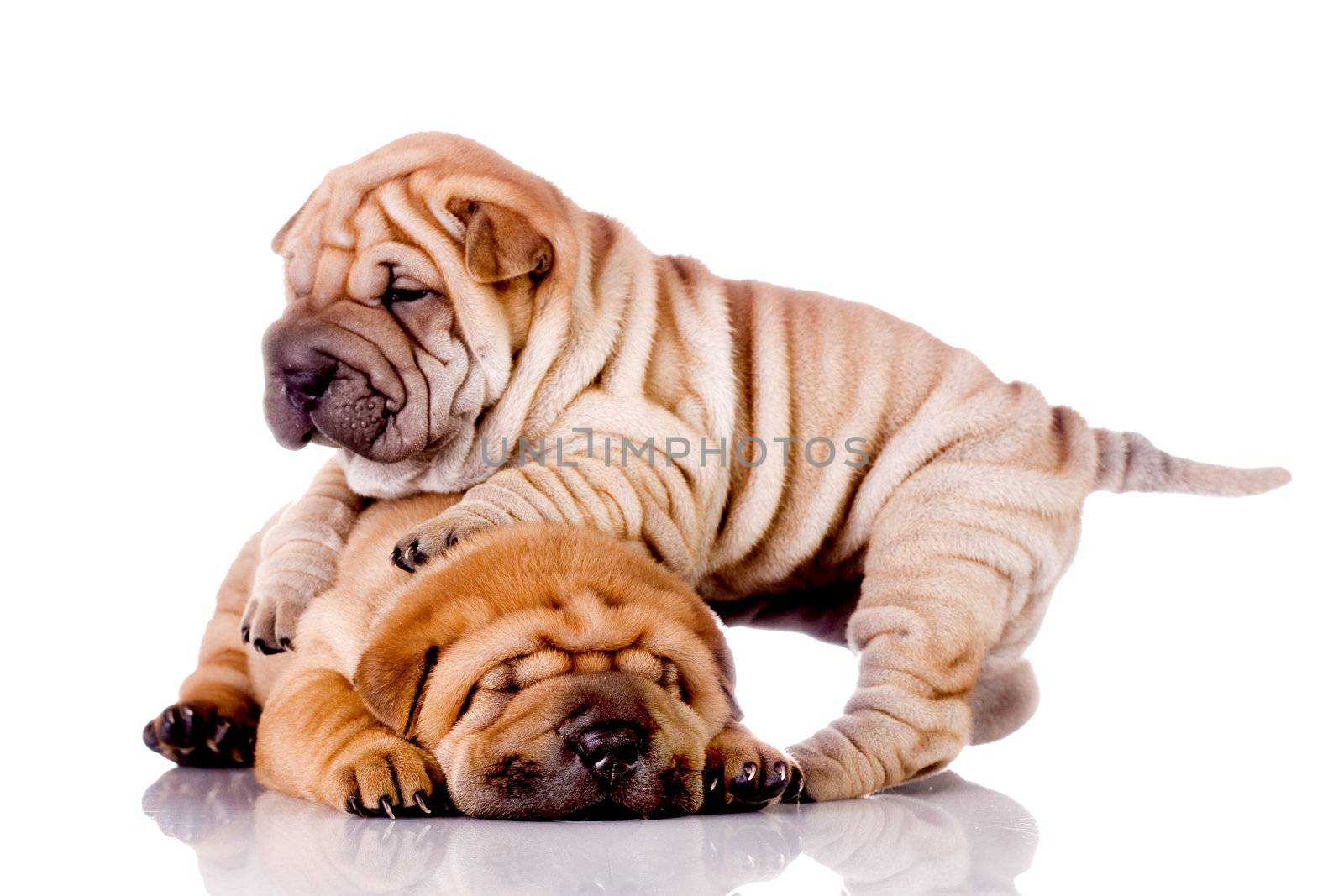 two Shar Pei baby dogs by kokimk