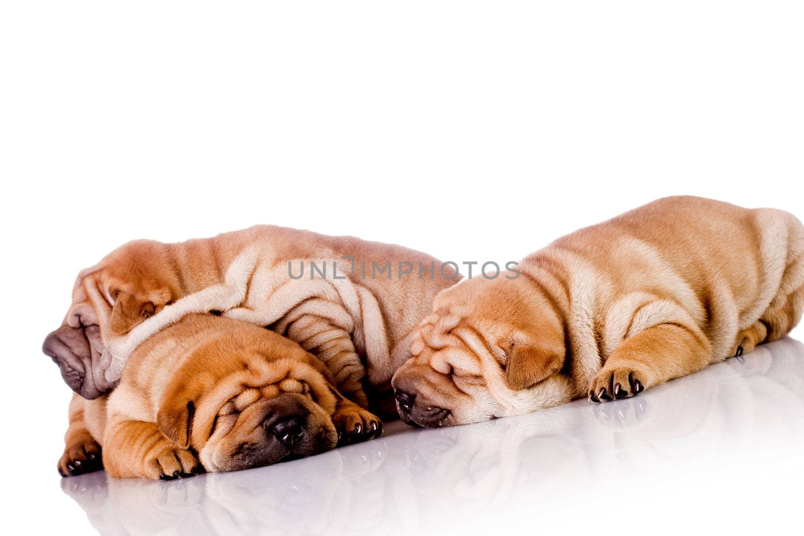 three Shar Pei baby dogs, almost one month old