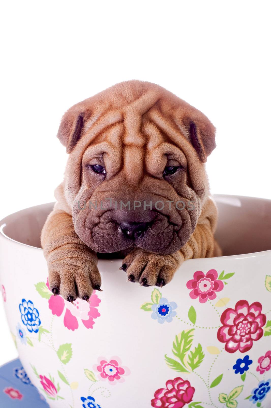 Shar Pei baby dog, almost one month old