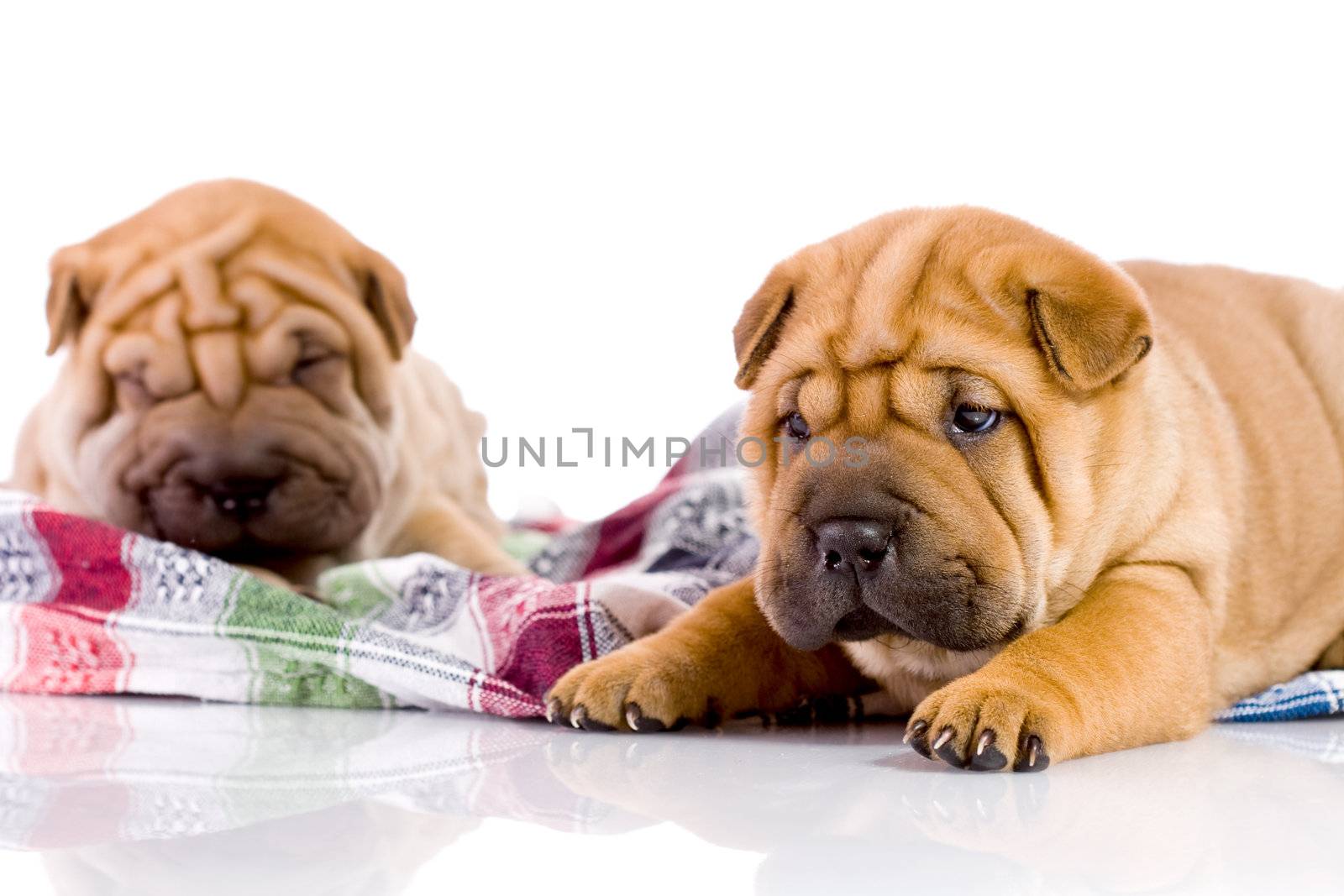 two Shar Pei baby dogs, almost one month old