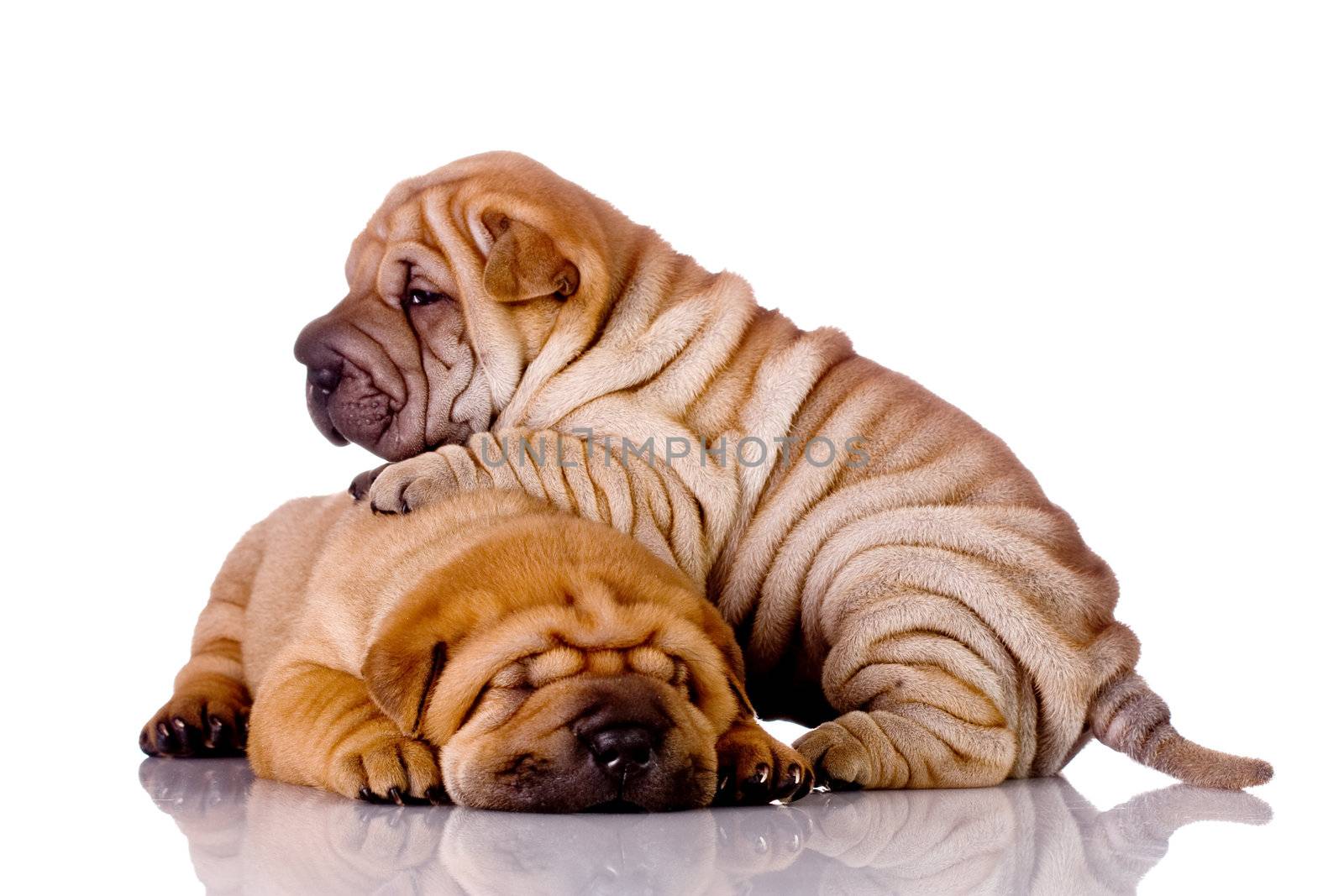 two Shar Pei baby dogs by kokimk