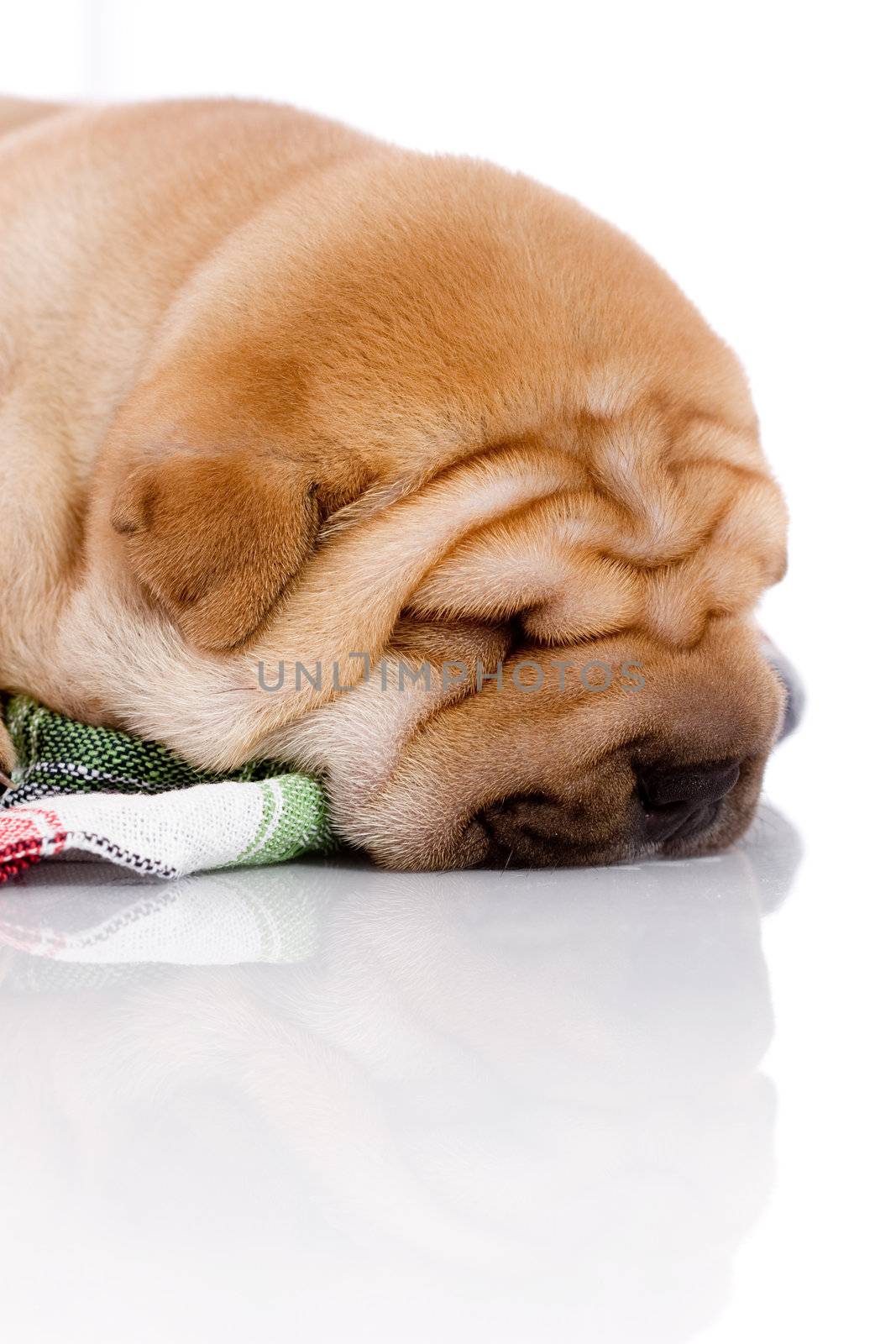 Shar Pei baby dog, almost one month old