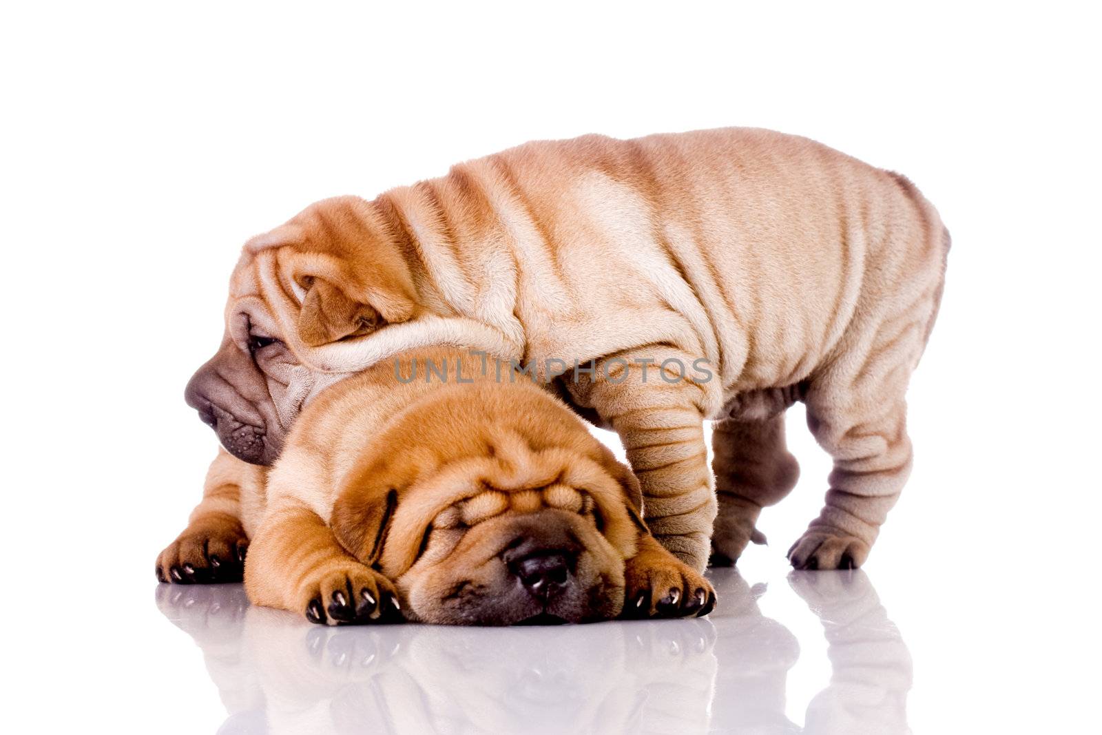 two Shar Pei baby dogs by kokimk