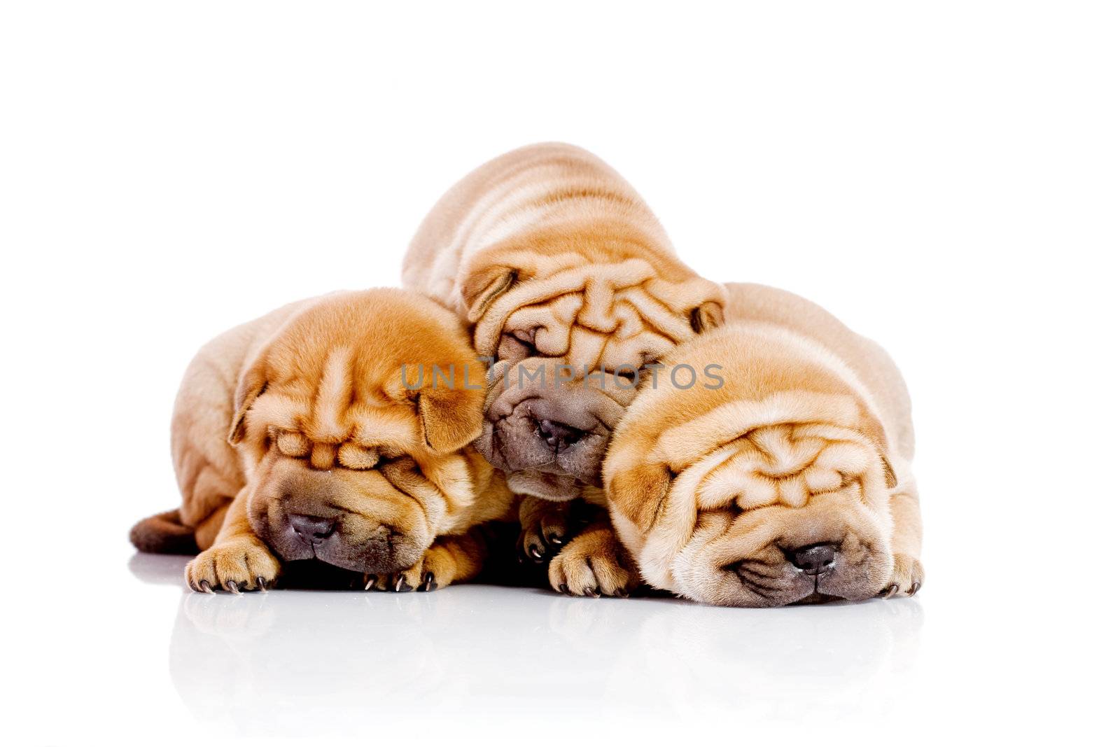 three Shar Pei baby dogs by kokimk