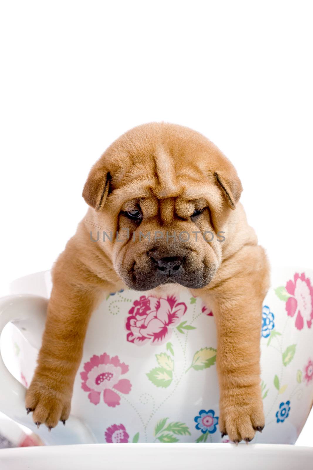 Shar Pei baby dog in a large cup by kokimk