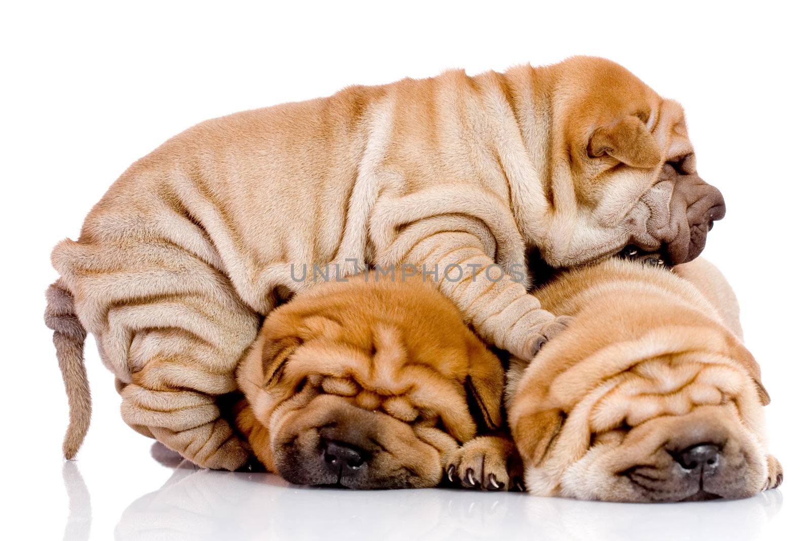 three Shar Pei baby dogs, almost one month old