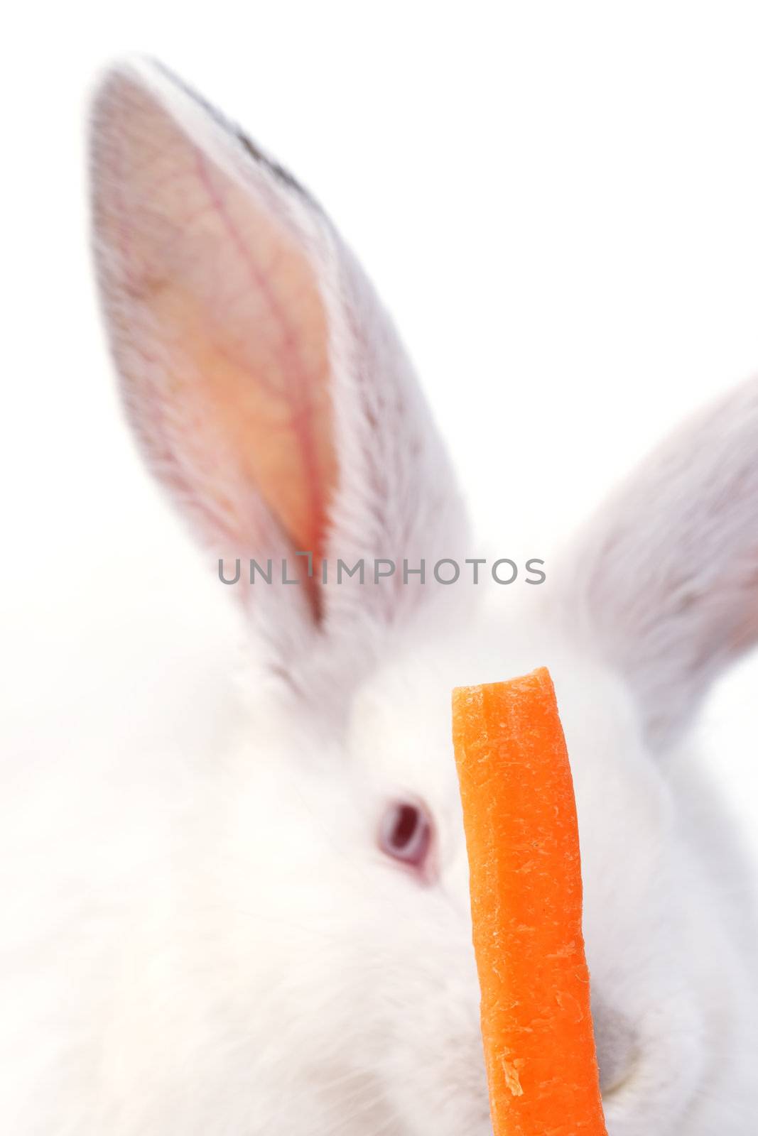 rabbit by kokimk