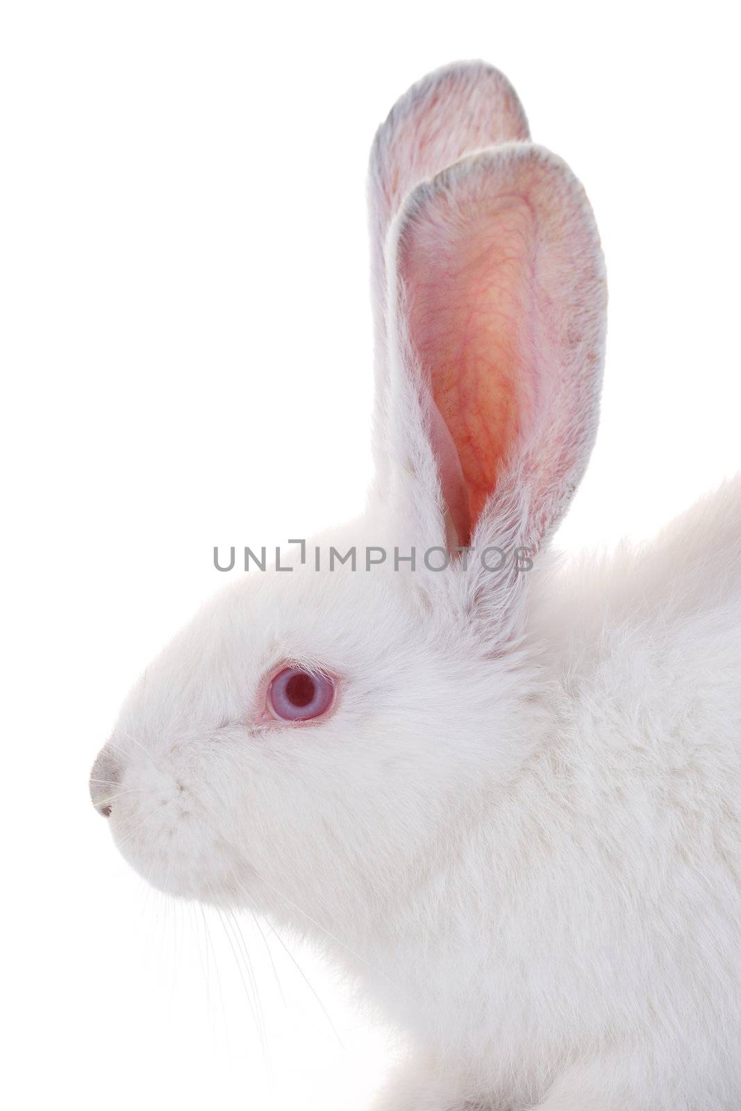 rabbit isolated on white background