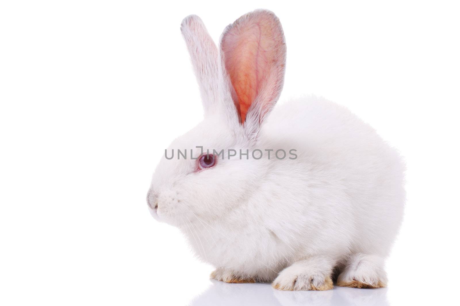 rabbit isolated on white background