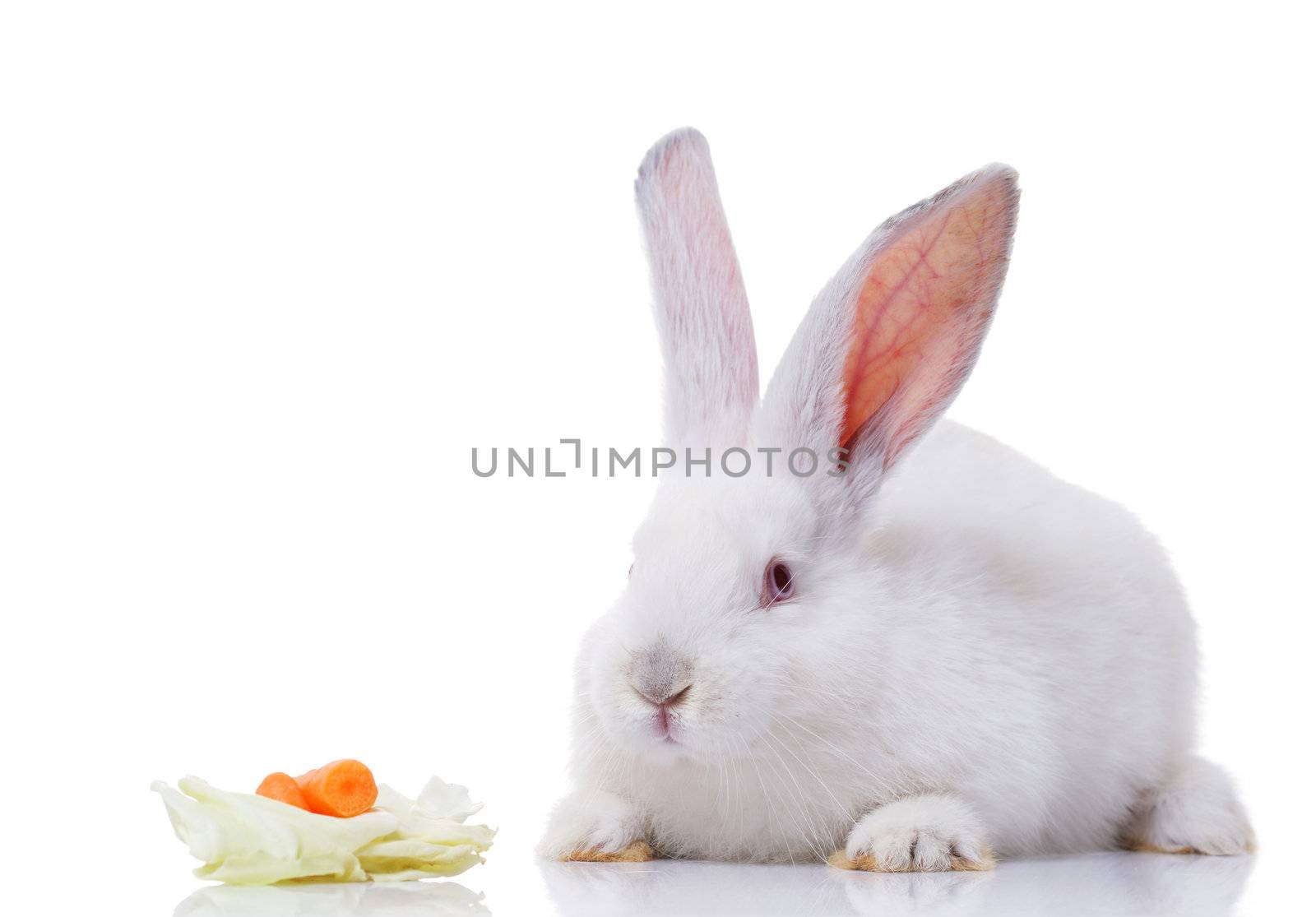 rabbit isolated on white background